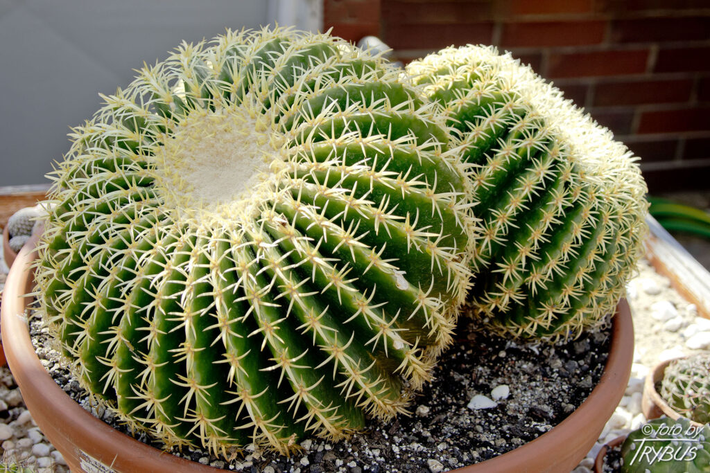 Fotografia przedstawia Echinocactus grusonii. To kaktus, który należy do rodzaju Echinocactusów i wraz z pokrewnym rodzajem Ferocactus jest powszechnie określany jako kaktusy beczkowate.