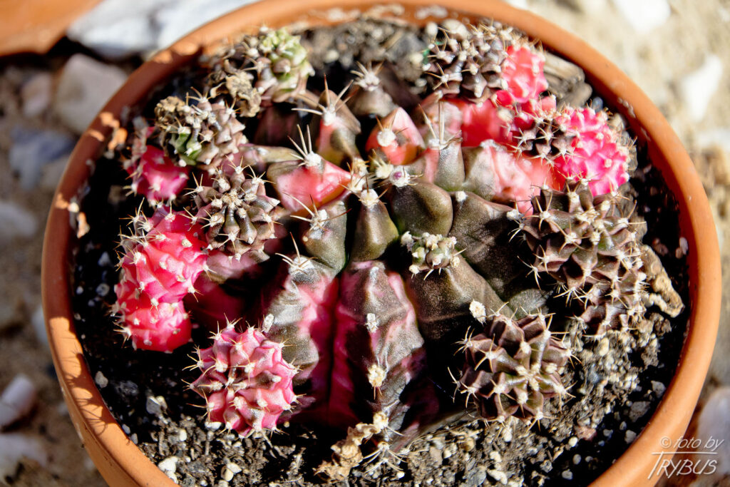 Fotografia przedstawia kwitnącego Gymnocalycium mihanovichii var. friedrichii. To mały samotny kaktus o prążkowanym korpusie. Jest popularny w hodowlach, odmiana Hibotan to popularny zmutowany kaktus o czerwonej lub pomarańczowej barwie.