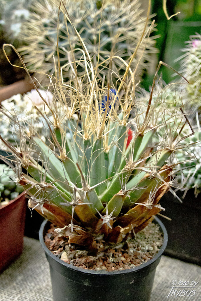 Fotografia przedstawia Leuchtenbergię principis. Nie wygląda ona jak kaktus – brodawki są trójkątne, podobnie jak liście agawy – stąd popularna angielska nazwa „Agave Cactus”.