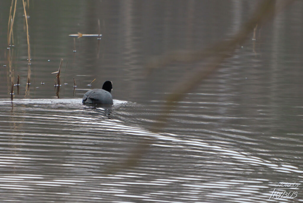 Fotografia przedstawia łyskę zwyczajną. To ptak wodny, średniej wielkości, z rodziny chruścieli. Charakteryzuje się małą, czarną głową z białym dziobem i białą blaszką rogową na czole.