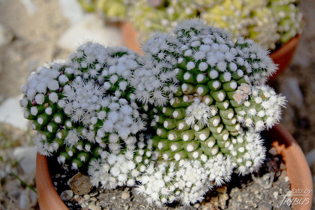 Fotografia przedstawia Mammillarię vetula sub. gracilis, oprócz tego to forma monstrose i odmiana Arizona Snowcap – „Śnieżna klua”