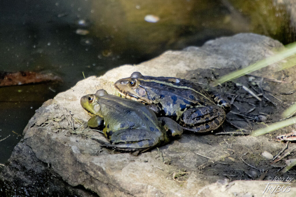 Fotografia przedstawia żabę śmieszkę. Jest płazem należącym do żab właściwych. To największy płaz bezogonowy występujący w Polsce. Nazwa pochodzi od głosu, jakie wydaje samiec podczas godów.