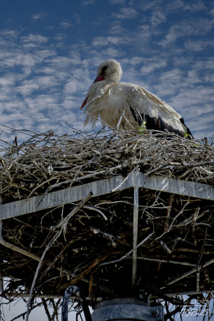 Fotografia przedstawia bociana białego. To gatunek dużego ptaka brodzącego z rodziny bocianów. Jest jednym z najbardziej rozpoznawalnych gatunków wśród polskich ptaków.