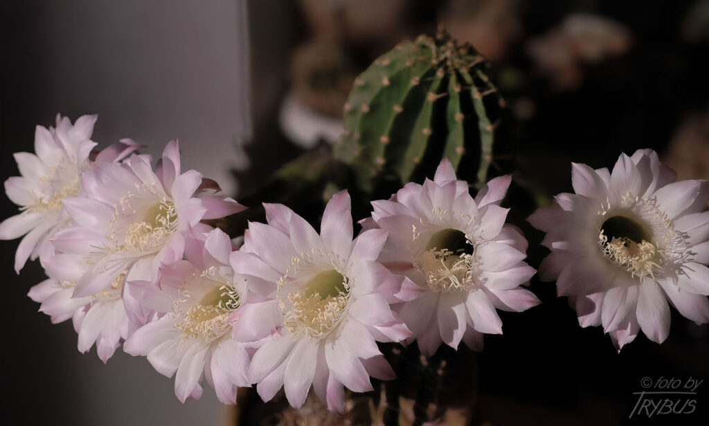 Fotografia przedstawia Echinopsis oxygona z 10 kwiatami. Kaktus ten jest znany z posiadania ogromnych, efektownych lejkowatych kwiatów, często równie dużych lub większych niż cała roślina
