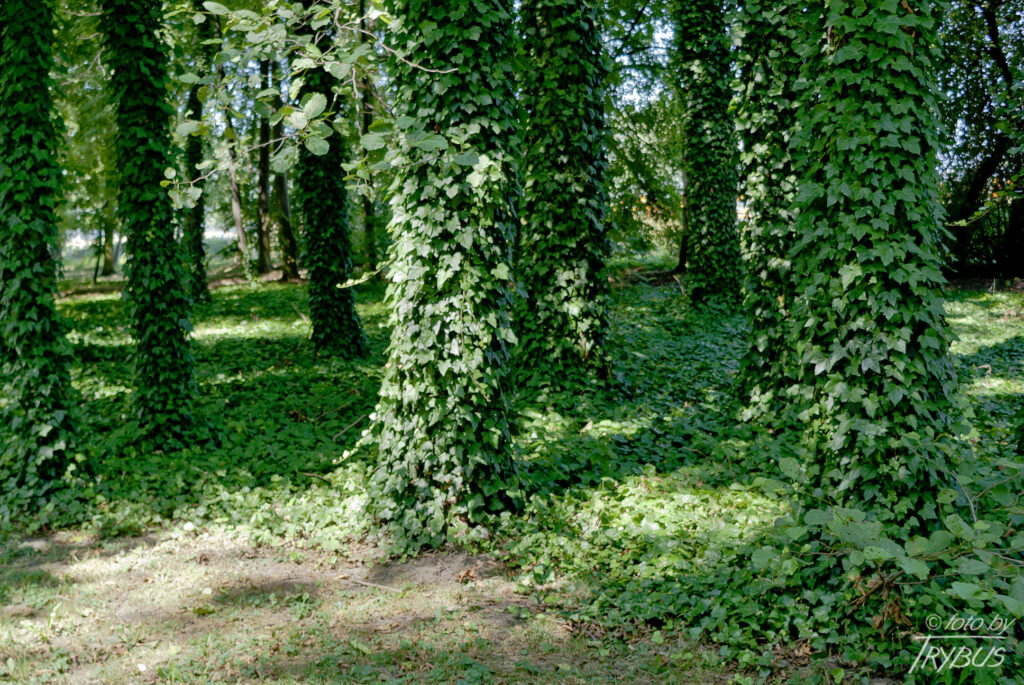Fotografia przedstawia Park zdrojowy w Goczałkowicach-Zdroju, a w nim drzewa obrośnięte bluszczem. Historia goczałkowickiego uzdrowiska w sięga 1856 roku, kiedy odkryto złoże solanki. Cztery lata później powstały pierwsze obiekty: Dom Zdrojowy, małe łazienki, Pijalnia wód leczniczych oraz pensjonat.
